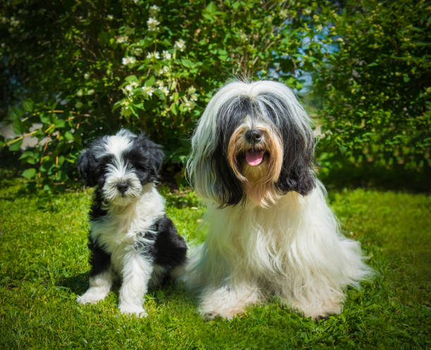 istock Tibetan Terrier dog and puppy 988787636
