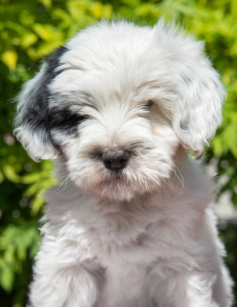 istock funny Tibetan Terrier puppy is sitting on nature 988787734