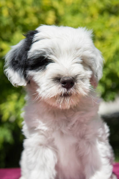 istock funny Tibetan Terrier puppy is sitting on nature 988787768