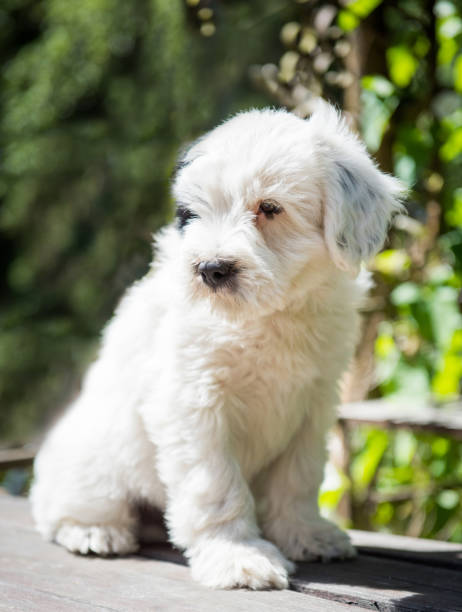 istock funny Tibetan Terrier puppy is sitting on the table 988787842