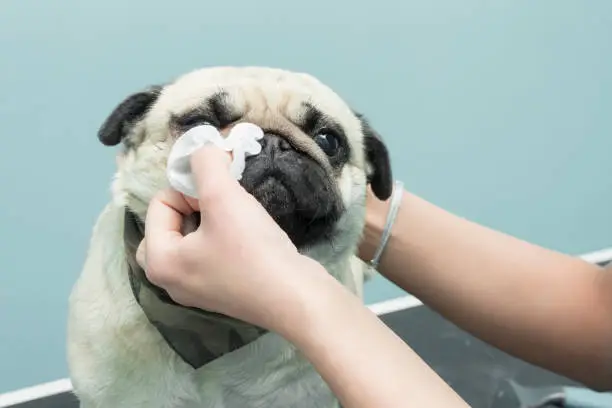 Photo of Cleaning the eyes with a hygienic pad of a Mops dog.