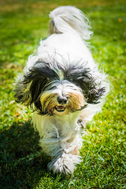 istock Tibetan Terrier dog is running 988787998