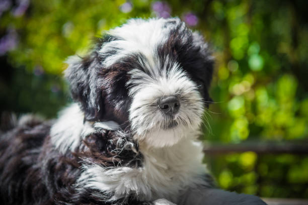 istock funny Tibetan Terrier puppy is sitting on nature 988788324