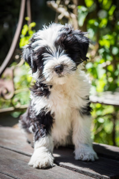 istock funny Tibetan Terrier puppy is sitting on the table 988788392