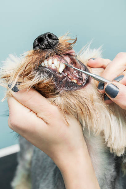 istock Woman's hands remove the stone from the dog's teeth using a metal tool 988788670