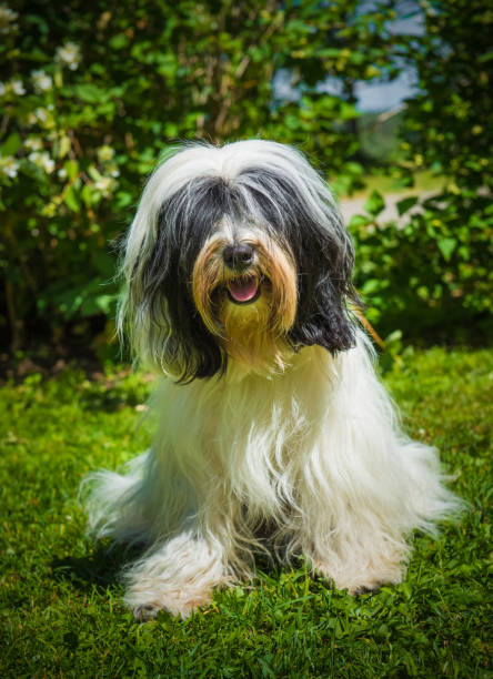 istock Tibetan Terrier dog on nature 988788726