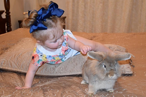 Little Girl Reaching Out To Touch the Bunny Rabbit's Soft Ear