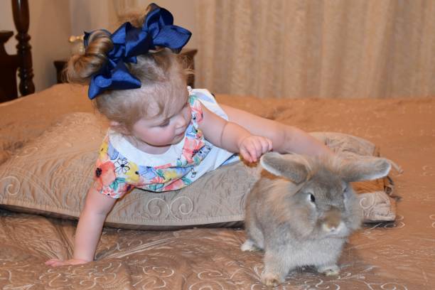 Happiness is Touching a Fuzzy Bunny! Little Girl Reaching Out To Touch the Bunny Rabbit's Soft Ear white lionhead rabbit stock pictures, royalty-free photos & images