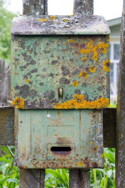 istock Old green mailbox covered with moss and Lichen 988797808