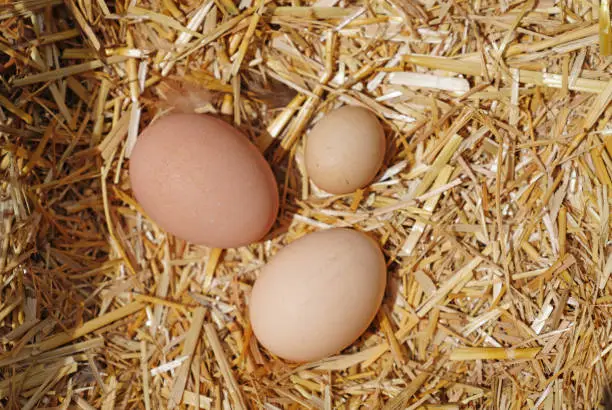 Group of eggs on straw in a nesting-box