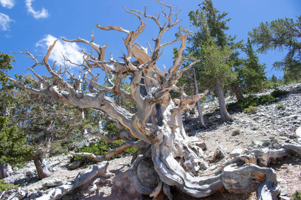 bristlecone pine tree - bristlecone pine pine tree tree forest stock-fotos und bilder