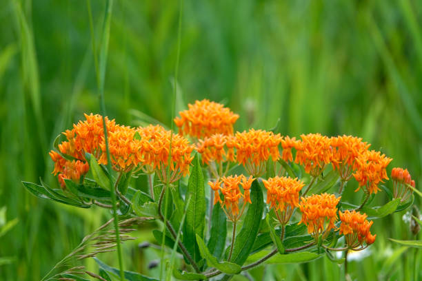 Butterfly Weed Flowers in Bloom in Summer stock photo