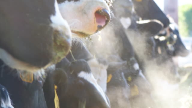 Close up nostrils and steamy breath of dairy cows