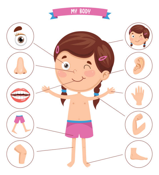 Vector Illustration Of Human Body Vector Illustration Of Human Body kid body parts stock illustrations