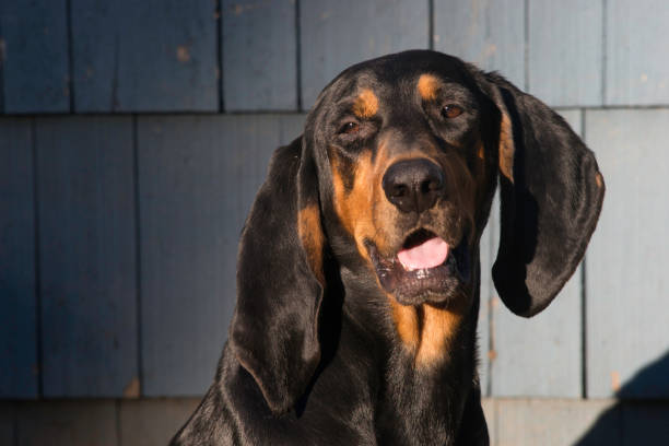 Dog & Setting Sun A black & tan coonhound lit by the setting sun. black and tan coonhound stock pictures, royalty-free photos & images
