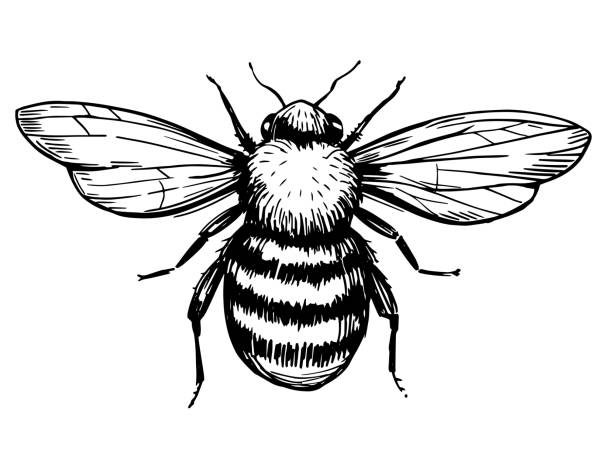 Bee Tattoo Drawing Illustrations, Royalty-Free Vector Graphics & Clip Art -  iStock