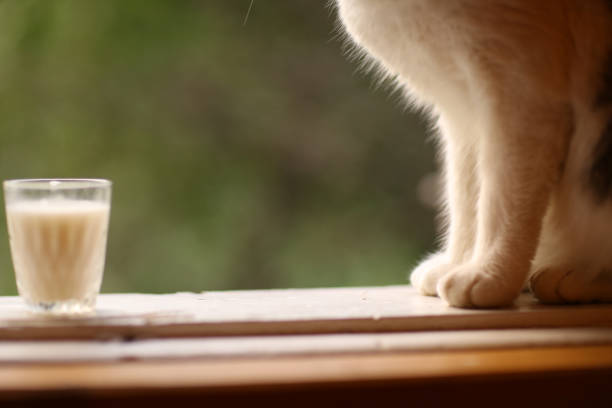 istock hungry cat drink milk from blue bowl lick his lips 988833588