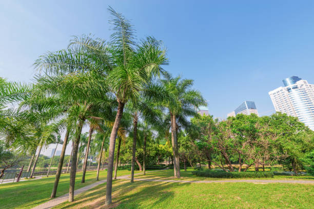istock View of the city park. 988845874