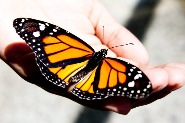 istock butterflies in nature 988859850