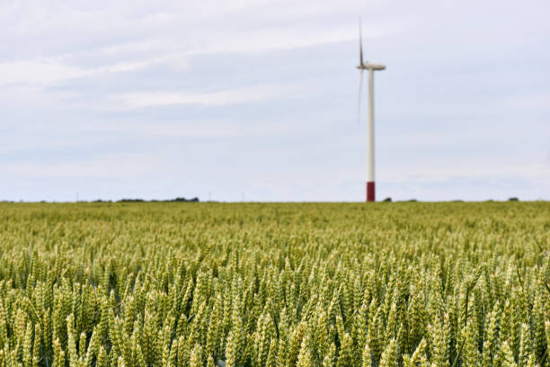 Landscape with light green grain or wheat plants in a field in summer in front of a wind turbine with selective focus on the wheat field