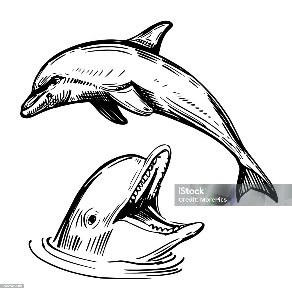 Sketch of dolphin. Hand drawn illustration converted to vector Dolphin stock vector