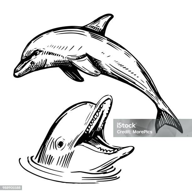 Sketch Of Dolphin Hand Drawn Illustration Converted To Vector Stock Illustration - Download Image Now