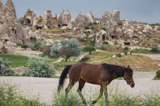 istock horse riding in the Cappadocian valley 988912736