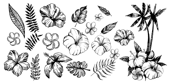 Tropical flowers and palm trees. Outline. Vector set