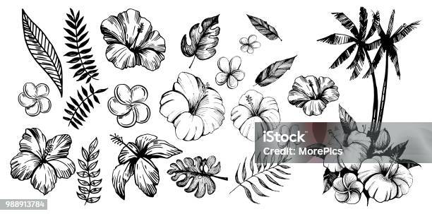 Tropical Flowers And Palm Trees Outline Vector Set Stock Illustration - Download Image Now