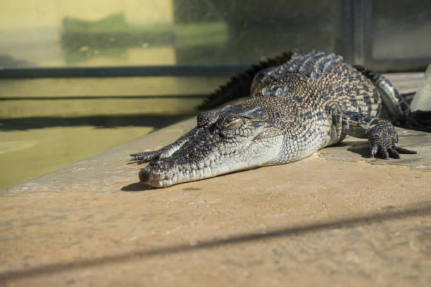 crocodiles in an aquarium - crocodile alligator australia animal teeth imagens e fotografias de stock