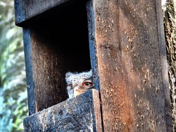 Owl is holding on by his beak.  Backdrop is tree and wood grain of owl house.