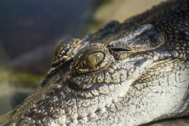 istock Crocodiles in an aquarium in Darwin 988944682