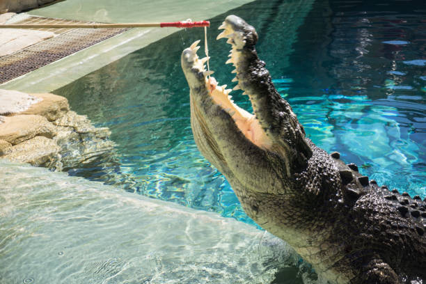 crocodiles - crocodile alligator australia animal teeth imagens e fotografias de stock