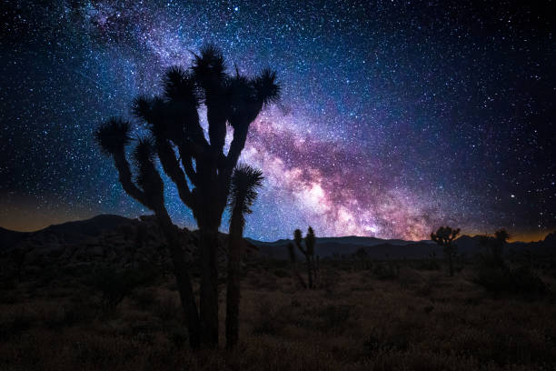 istock Joshua tree and the milky way 988954558