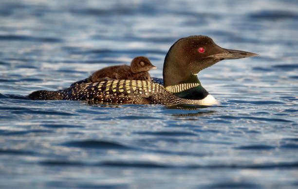 istock A mother loon with her young 988966424