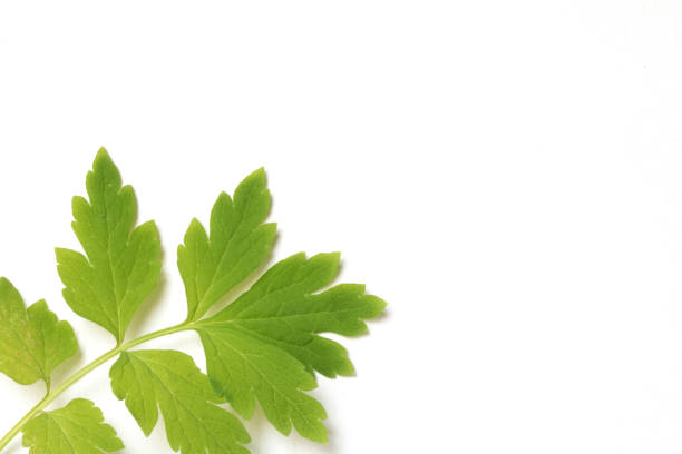 Close Up Of Poppy Leaf on White Background