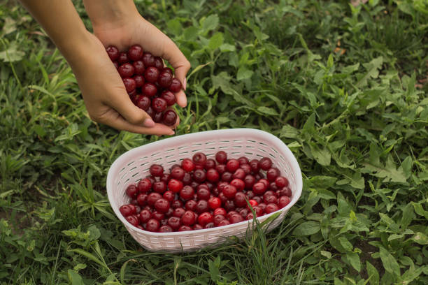 istock Picking cherries in the garden 988975680