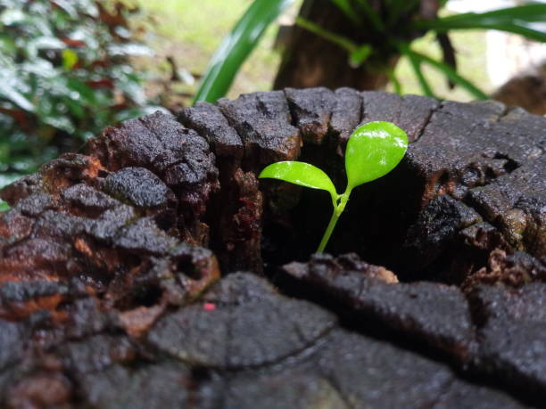 istock small plant growing in stump 988984556