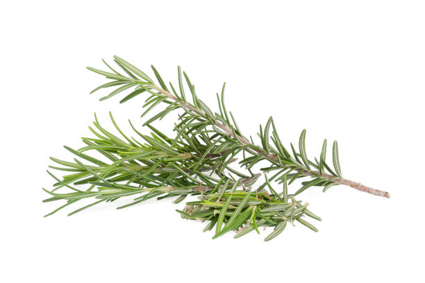 istock rosemary isolated on white background 988995624