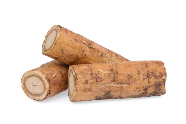 istock burdock roots or kobo isolated on white background 988996234