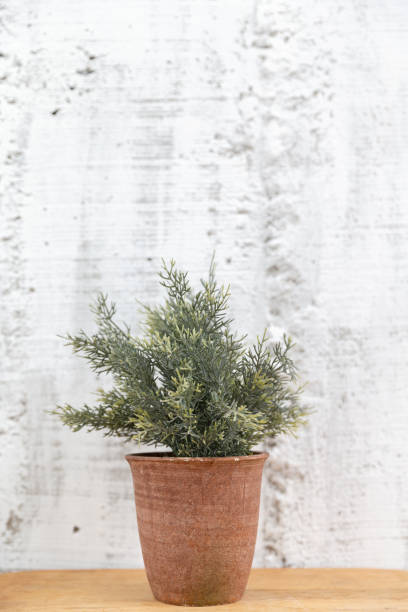 istock plant in clay pot decoration on a concrete wall background. 988996464