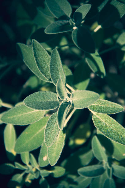 istock Sage, Plant, Leaves, Close-up 988998970