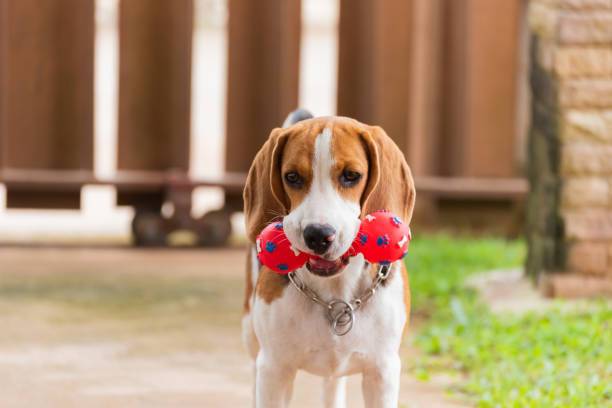 istock Cute beagle with his toy, animal life concept 989019882