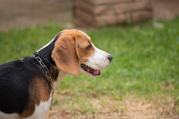 istock Close up of cute young Beagle playing in field 989020112