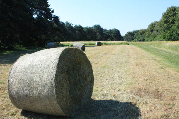 istock Haystack Harvest Crop in the Paris region 989027494