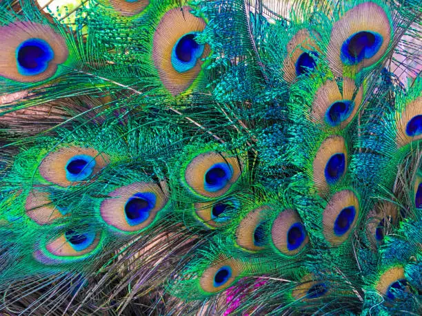 Wonderful peacock feather