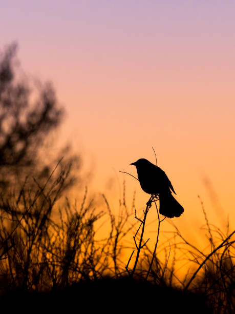 Silhouette of Blackbird at Sunset