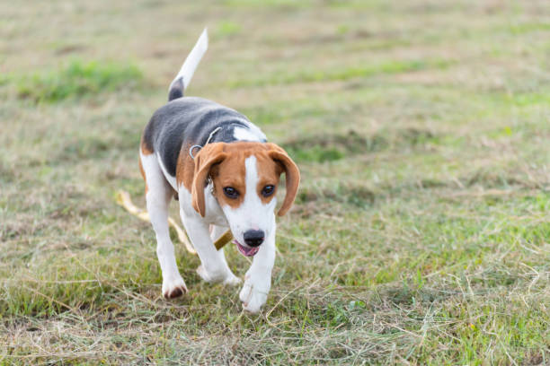 istock Close up of cute young Beagle playing in field 989055956
