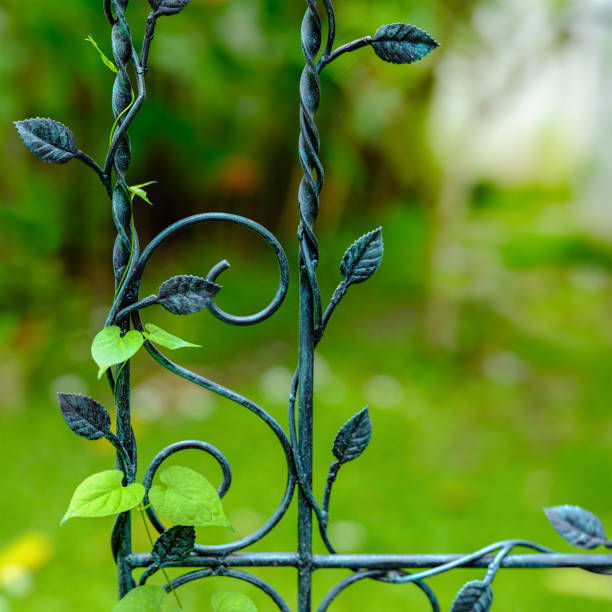 Vine climbing up a decorative weathered iron trellis in a garden. Shallow depth of field, copy space.