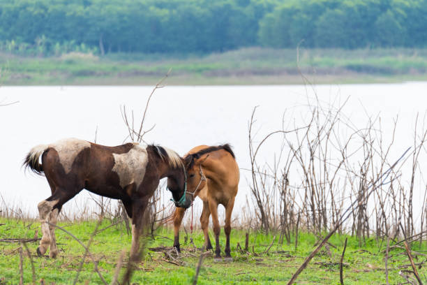 istock horses standing on the grass field 989094348